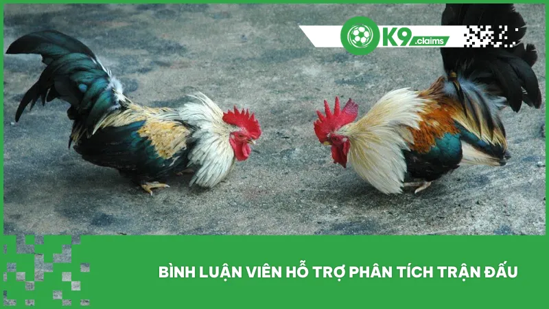 Bình luận viên cung cấp nhận định chi tiết về chiến kê