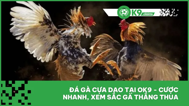 Đá gà cựa dao tại ok9 - Cược nhanh, xem sắc gà thắng thua