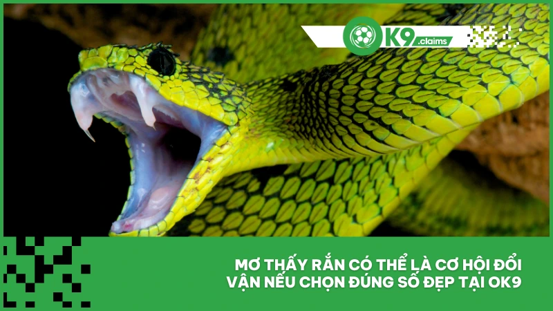 Mơ Thấy Rắn Đánh Con Gì Thắng Lớn Khi Chơi Lô Đề Ok9? 4 Mơ thấy rắn có thể là cơ hội đổi vận nếu chọn đúng số đẹp tại ok9