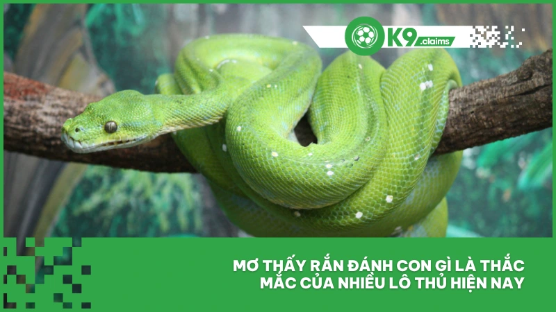 Mơ Thấy Rắn Đánh Con Gì Thắng Lớn Khi Chơi Lô Đề Ok9? 2 Mơ thấy rắn đánh con gì là thắc mắc của nhiều lô thủ hiện nay