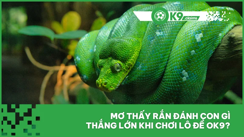 Mơ Thấy Rắn Đánh Con Gì Thắng Lớn Khi Chơi Lô Đề Ok9?