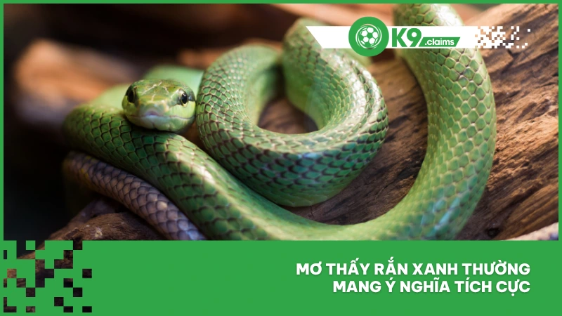 Mơ Thấy Rắn Đánh Con Gì Thắng Lớn Khi Chơi Lô Đề Ok9? 3 Mơ thấy rắn xanh thường mang ý nghĩa tích cực