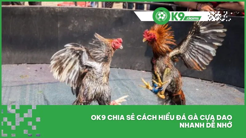 Đá gà cựa dao tại ok9 - Cược nhanh, xem sắc gà thắng thua 2 Ok9 chia sẻ cách hiểu đá gà cựa dao nhanh dễ nhớ