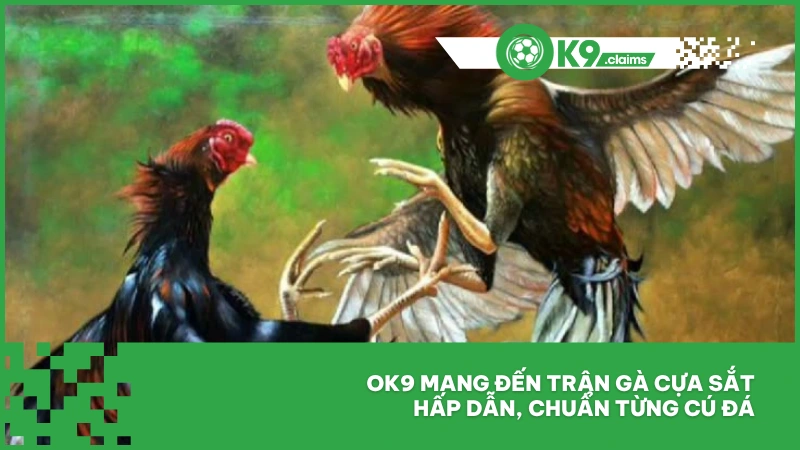 Ok9 mang đến trận gà cựa sắt hấp dẫn, chuẩn từng cú đá