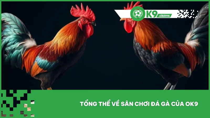 Sảnh đá gà OK9 trực tiếp phát sóng các trận đấu từ những trường gà danh tiếng với chất lượng 4K-8K sắc nét
