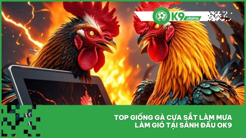 Top giống gà cựa sắt làm mưa làm gió tại sảnh đấu ok9