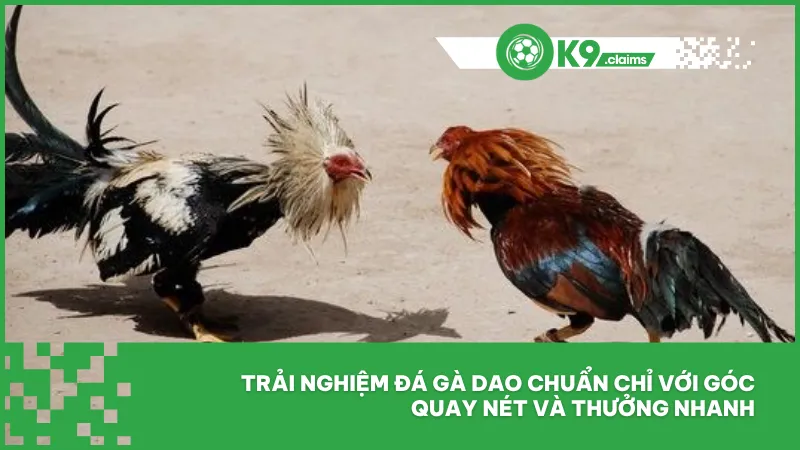 Đá gà cựa dao tại ok9 - Cược nhanh, xem sắc gà thắng thua 3 Trải nghiệm đá gà dao chuẩn chỉ với góc quay nét và thưởng nhanh