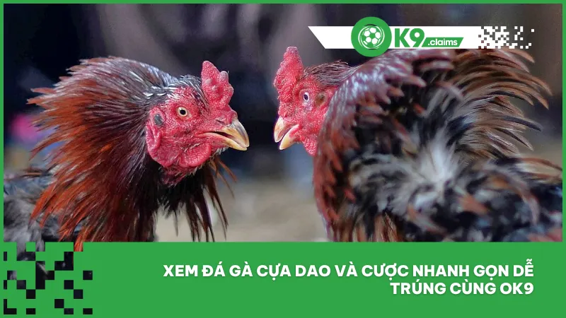 Đá gà cựa dao tại ok9 - Cược nhanh, xem sắc gà thắng thua 4 Xem đá gà cựa dao và cược nhanh gọn dễ trúng cùng ok9